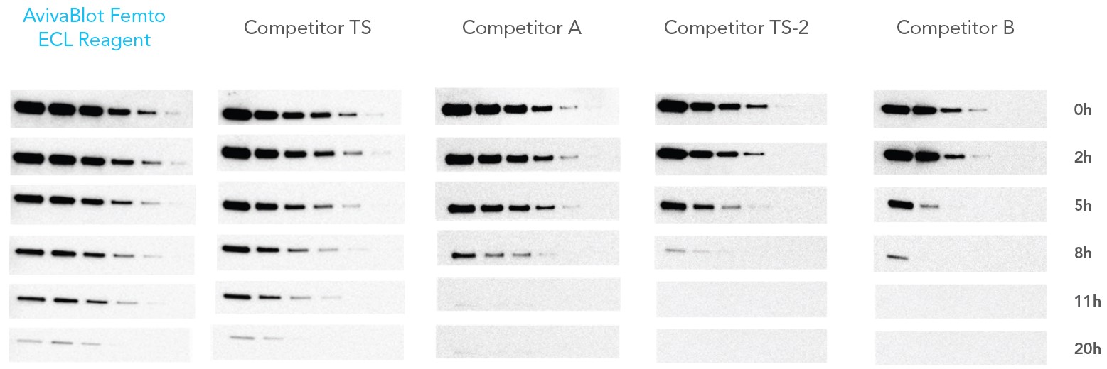 Quadruplicate blots for each substrate containing 2-fold dilutions of HeLa whole cell lysate were incubated with Rabbit-anti Human HDAC-1 1:5000 Goat anti Rabbit-HRP 1: 75000 and were simultaneously imaged with ImageQuant™ LAS 4000 (GE Healthcare) at time points up to 20 hours post substrate addition.