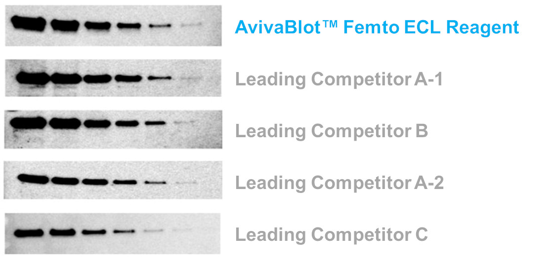 “Western blot ECL comparison using Anti-HDAC1 at 1:5,000 on duplicate blots of HeLa whole cell lysates (2-fold dilutions from 5 ug to 0.156 ug).”