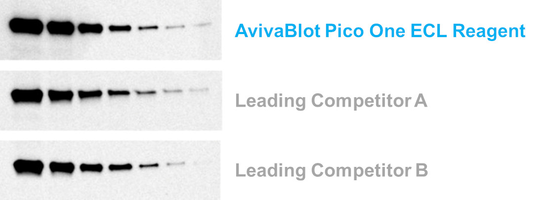 Western blot ECL comparison using Anti-HDAC1 at 1:2,000 on duplicate blots of HeLa whole cell lysates (2-fold dilutions from 5 ug to 0.078 ug).)