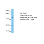 Human MCF7 Whole Cell