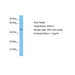 Human 293T Whole Cell