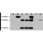 HEK 293 cell lysate