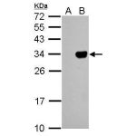 293T whole cell