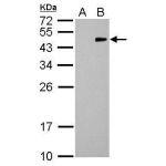 293T whole cell