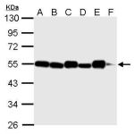 293T whole cell