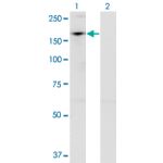 Transfected 293T cell line