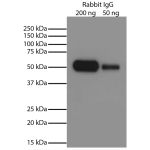 Rabbit IgG-UNLB