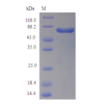 Protein SDS-PAGE