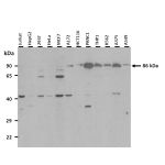 Western Blot