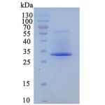 Binuclease purity ≥ 95% as measured by SDS-PAGE