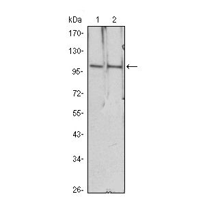 NIH/3T3 (1), Raw246.7 (2), COS7 (3), Jurkat (4), HEK293 (5) and A431 (6) cell lysate