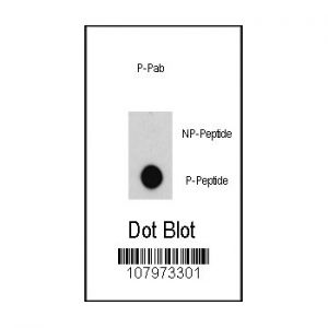 Phospho-peptide, non-phospho-peptide