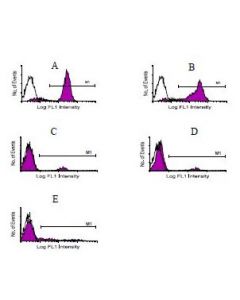 Goat Anti-Mouse IgG(H+L) Antibody - HRP Conjugated (OASB01505)