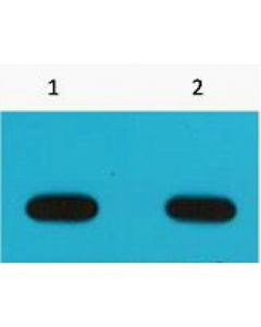 Avi-Tag Antibody (OASG00660)