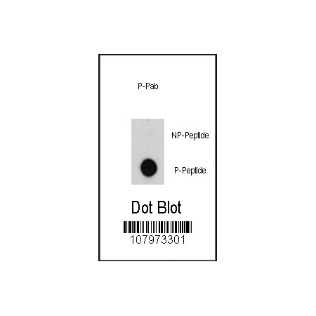 Phospho-peptide, non-phospho-peptide