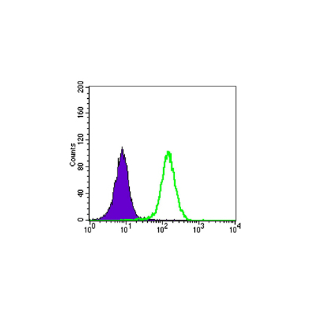 K562 cells