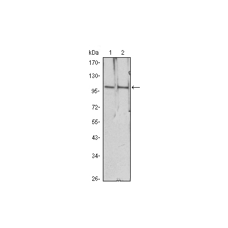 NIH/3T3 (1), Raw246.7 (2), COS7 (3), Jurkat (4), HEK293 (5) and A431 (6) cell lysate