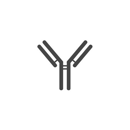 Adiponectin Antibody (OAMA02511)