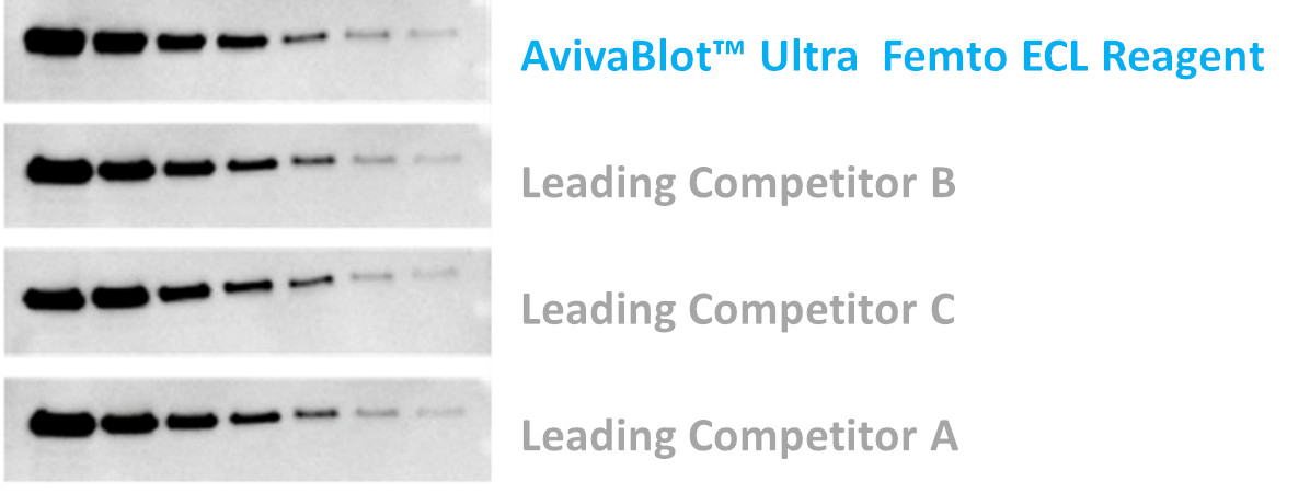 Western blot ECL comparison using Anti-HDAC1 at 1:10,000 on duplicate blots of HeLa whole cell lysates (2-fold dilutions from 2.5 ug to 0.039 ug).