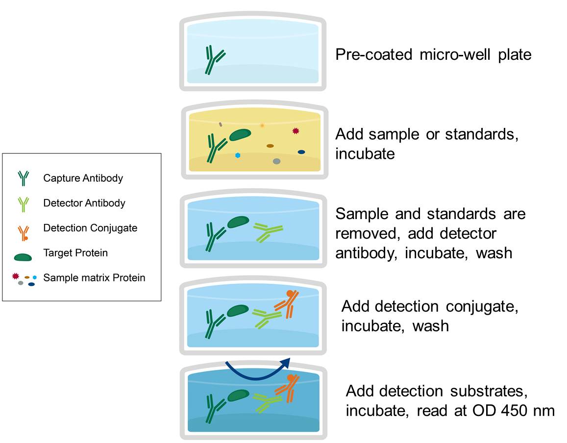 ELISA Sandwich Assay Summary